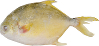 obaba fresh BRAND 71176 FZ GOLDEN POMPANO (600-800)