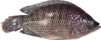 other BRAND 71186 FZ TILAPIA FISH (800UP)